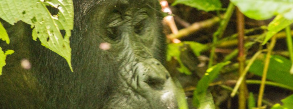 Bwindi Gorilla Trek and Kibale Chimpanzee Tour via Kigali Rwanda