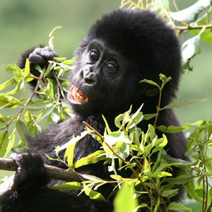 bwindi gorilla trekking tours