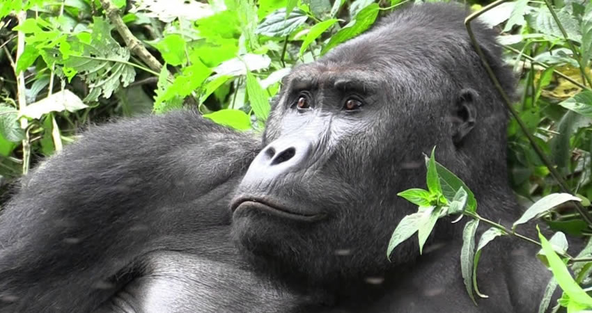 5 Days Budget Gorilla Safari 2 Times Trek Batwa Cultural Visit
