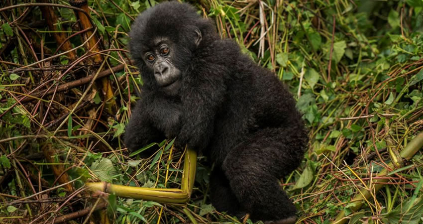 Do I Get A Gorilla Trekking Certificate After My Gorilla Trek In Bwindi?