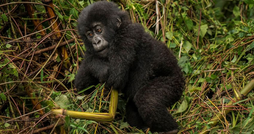 4 days Flying Gorilla Safari & Village Community Tour in Bwindi