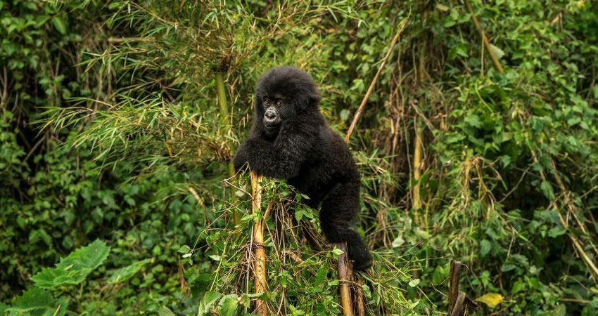 Forest Walk And Nature Walk In Ruhija Sector Of Bwindi