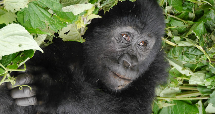 8 Days Luxury Chimpanzee, Wildlife & Gorilla Uganda Safari