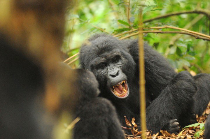 3 Days Fly Budget Gorilla Trekking Safari, Flying trip to Bwindi