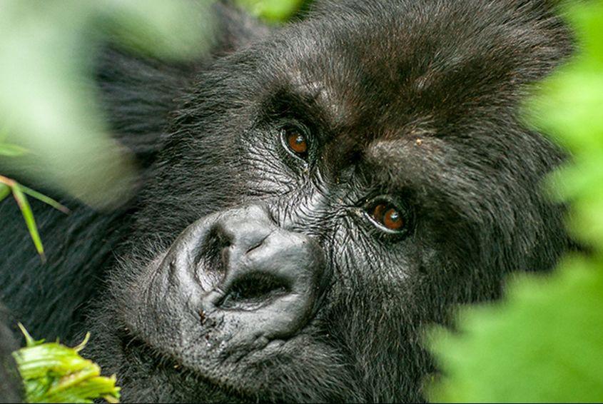 About Bwindi Forest National Park, Visit Bwindi Forest Park