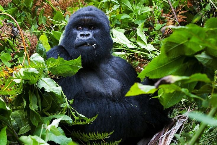 4 Days Affordable Gorilla Trekking Uganda, Gorilla Encounters