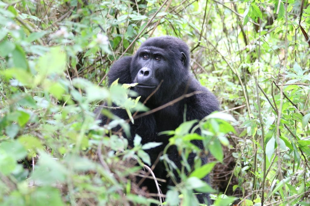 5 Days Kibale Queen Elizabeth Bwindi, Best of Uganda Safari