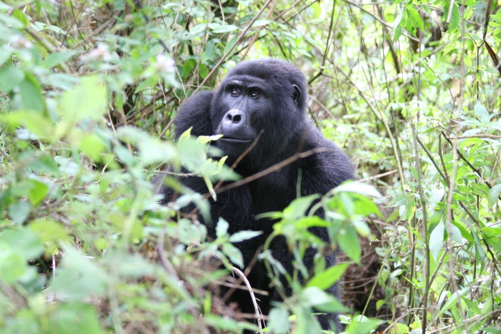 15 Days Uganda Rwanda safari, chimps gorillas & Golden monkeys