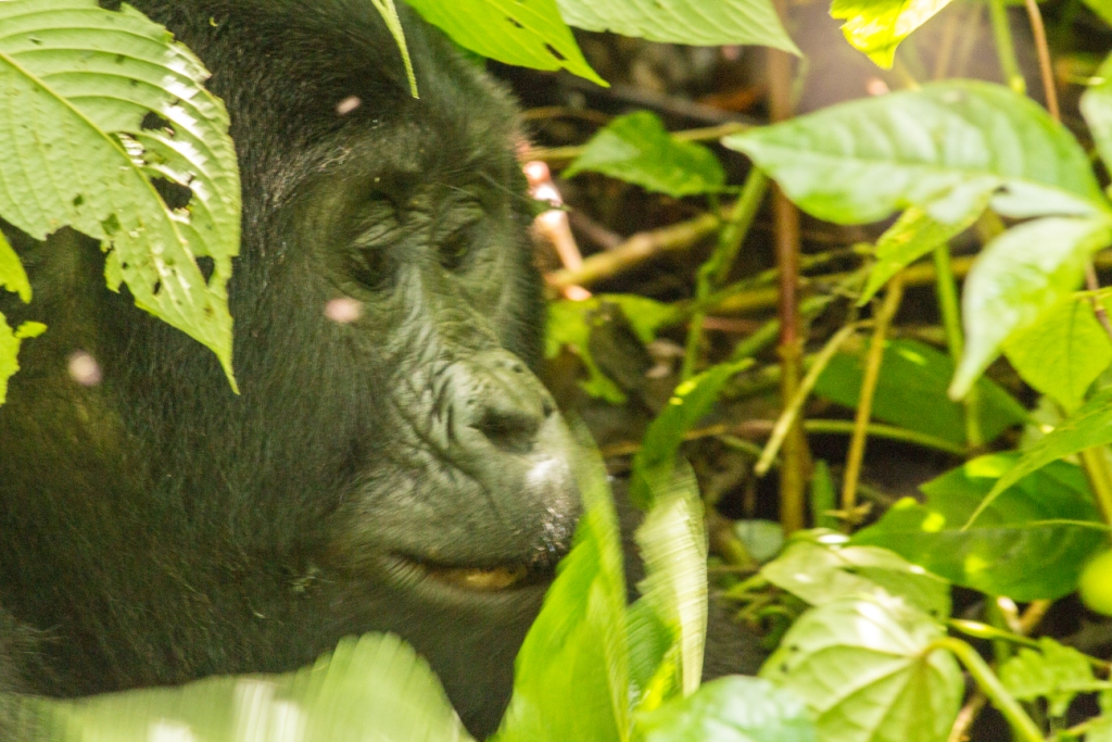 4 Days Uganda Gorilla & Rwanda Golden Monkey Trekking Safari