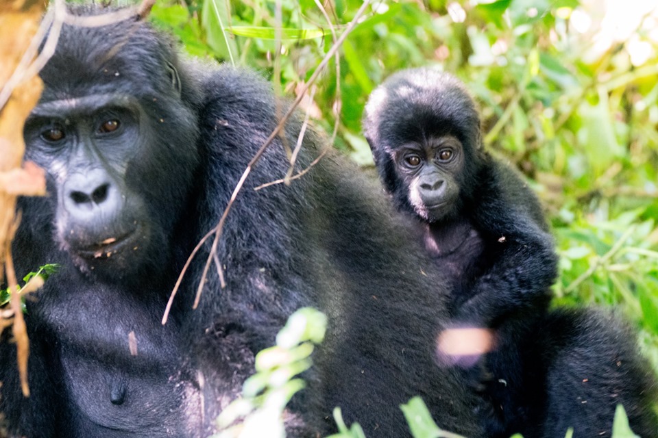 4 Days Gorilla Tour & Ngamba Island chimpanzee Visit