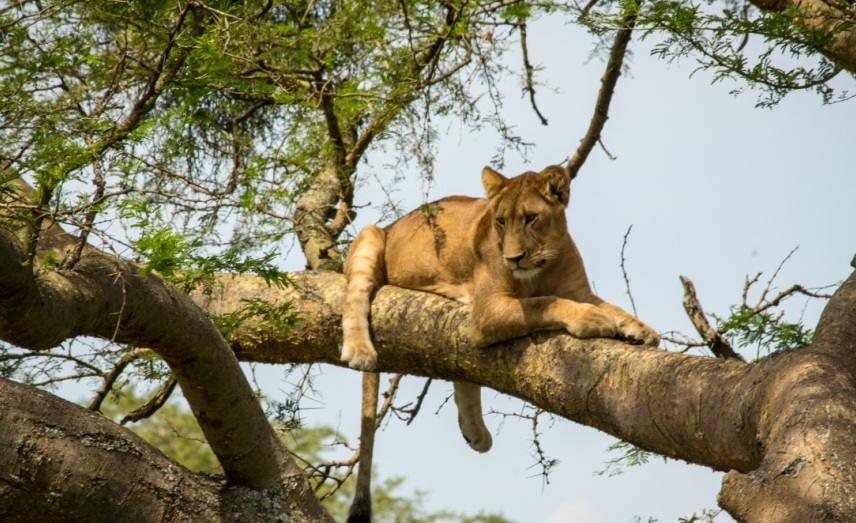 4 Days Gorilla trekking safari & Ishasha Tree Lions, wildlife safaris