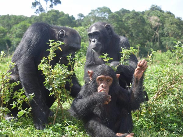 visit-4 Days Gorilla Tour & Ngamba Island chimpanzee Visit