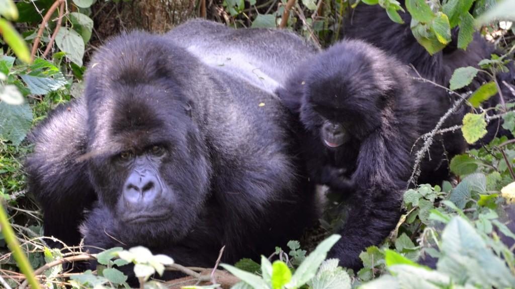 3 Days Budget gorilla habituation safari, gorilla tours in Uganda - gorilla habituation uganda
