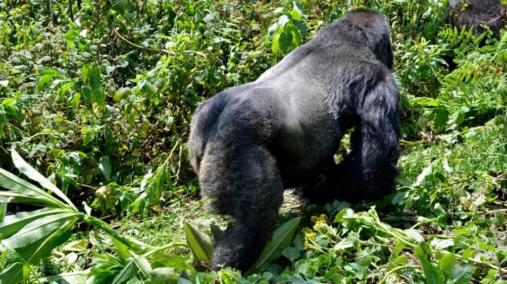 3 Days Gorilla Trekking & Ngamba Chimpanzee Tour, Gorilla tours