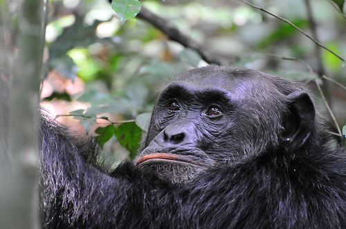 Kibale Chimpanzee Bwindi Gorilla, 4 Days Kibale Chimpanzee & Bwindi
