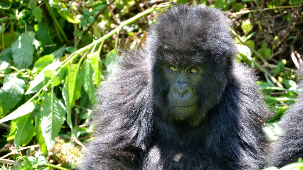 Uganda Gorilla Visit safari, 5 Days Gorilla Visit Batwa Lake Mburo