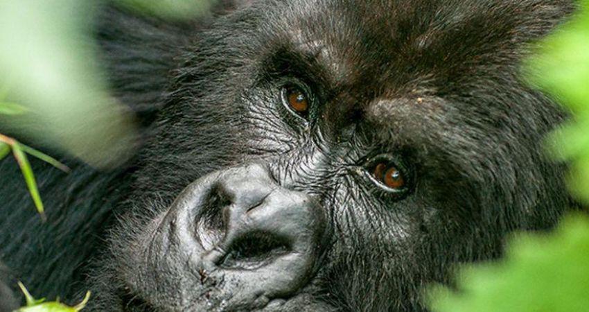 Getting Gorilla Permit In Uganda For Your Gorilla Trekking Safari