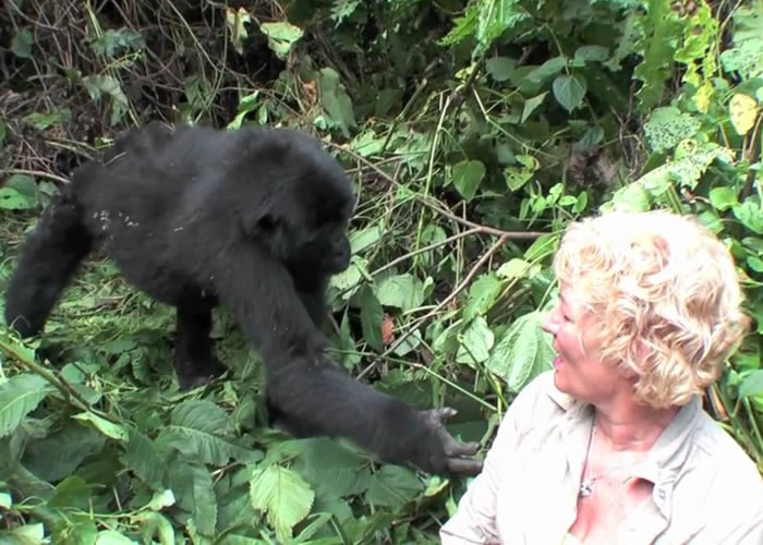 Gorilla Habituation Experience in Bwindi Forest National Park