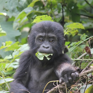 Contact Bwindi Gorilla Trekking Safaris, Bwindi Gorilla Safaris