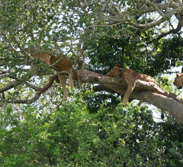 Uganda Safari tours - Tree Climbing Lions