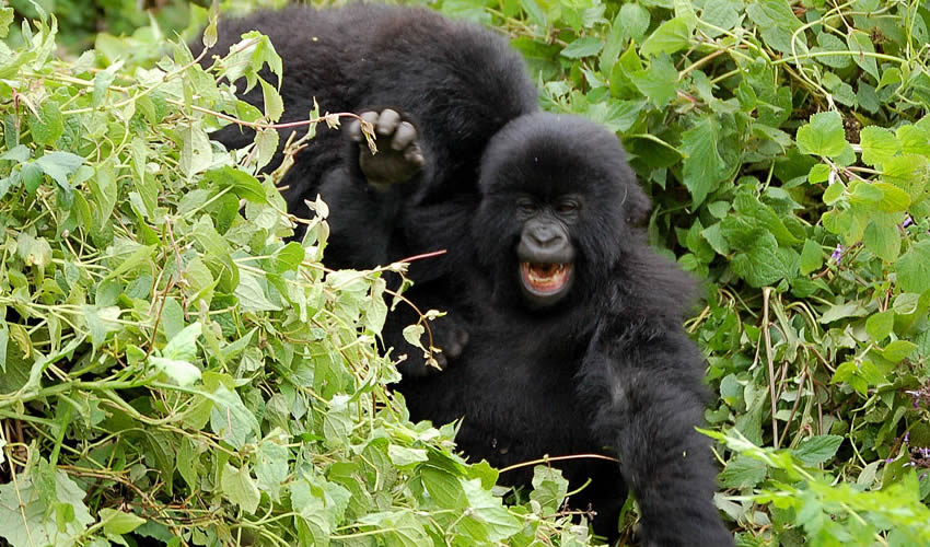 15 Days Wild Extra Gorilla Trekking Safari, gorilla tracking Uganda