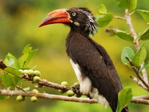 bird watching in bwindi forest