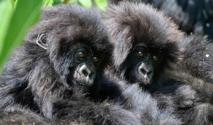 Gorilla Trekking Families in Bwindi Forest National Park