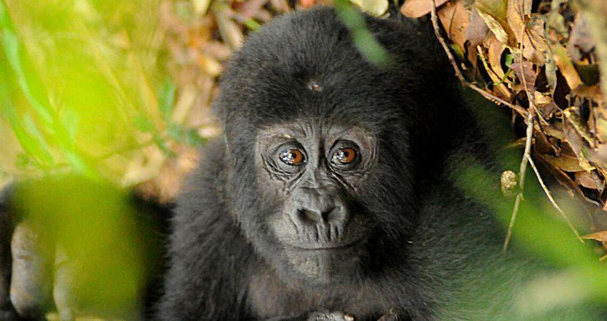 Bwindi Mountain Gorilla