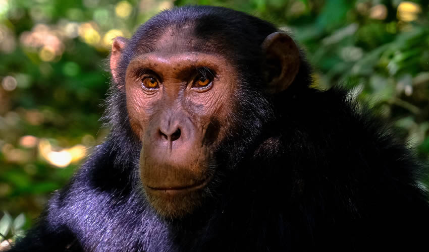 8 Days Uganda Chimpanzee Tour, gorilla trekking & wildlife safari