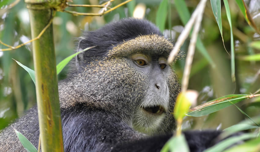11 Days Chimpanzees Gorillas & Golden Monkey Trekking Safari