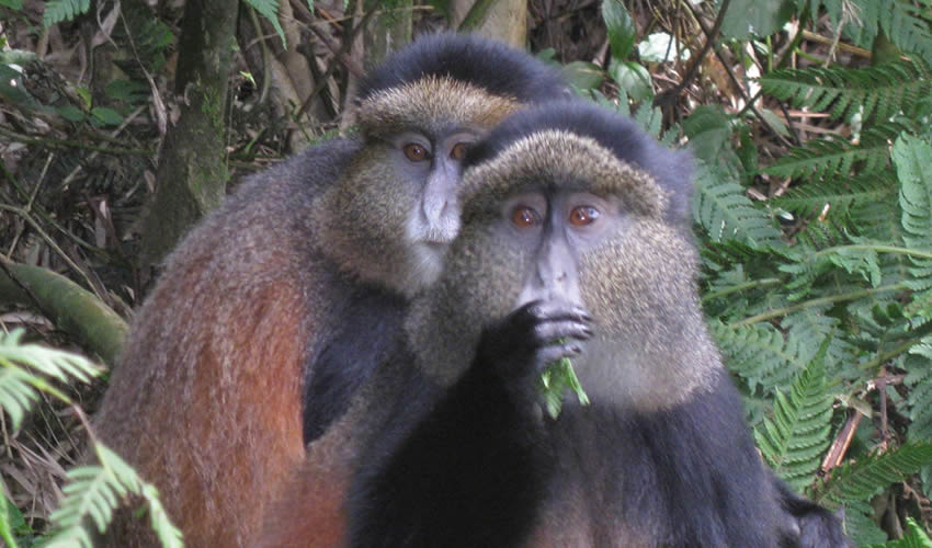 4 Days Gorilla Trekking Safari & Golden Monkey tracking tour