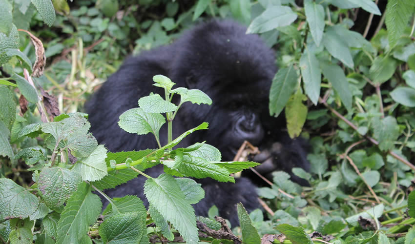 Cost of a Gorilla Habituation Permit over Gorilla Trekking Permit
