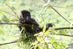 gorilla trekking bwindi