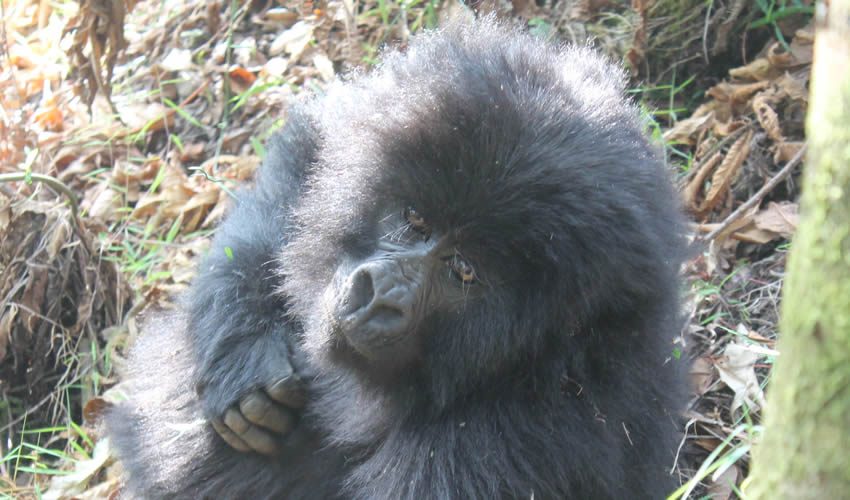 8 Days Uganda Gorilla Trekking Safari & Hiking Mount Sabinyo