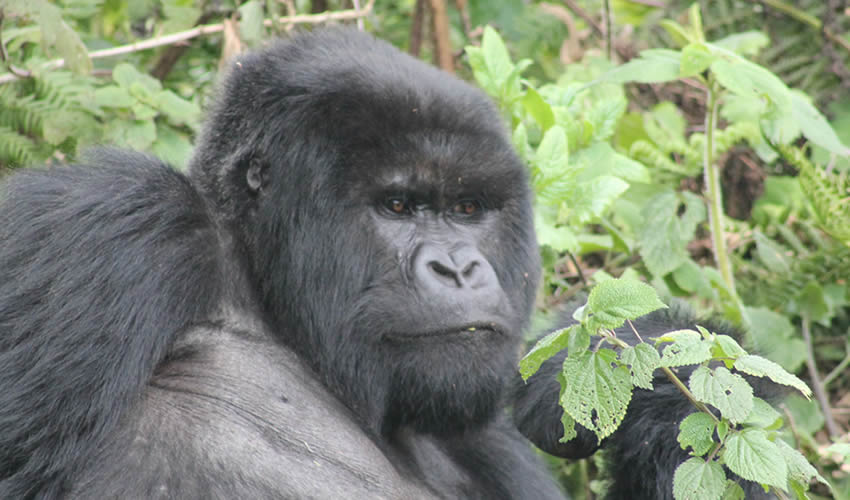 4 Days Luxury Gorilla Flying Safari Uganda, Gorilla Trekking Tours