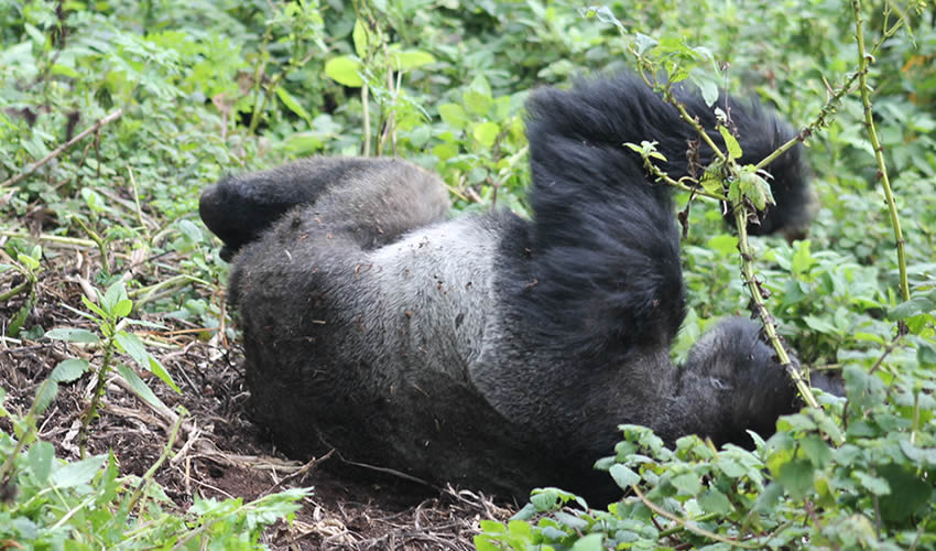 4 Days High End Gorilla Tracking & Day Relaxation Bwindi Forest
