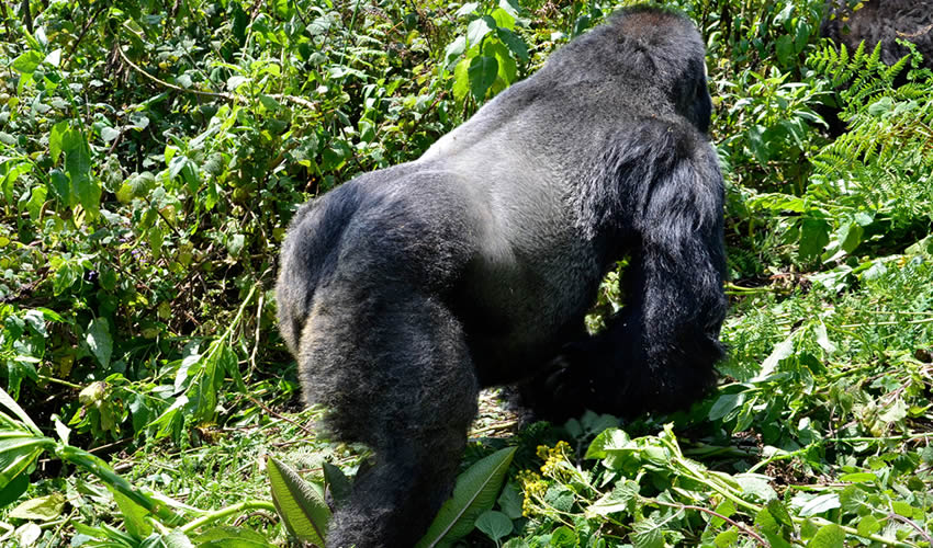 2 Times Gorilla Trekking in Bwindi Forest National Park, 2 Day Tour