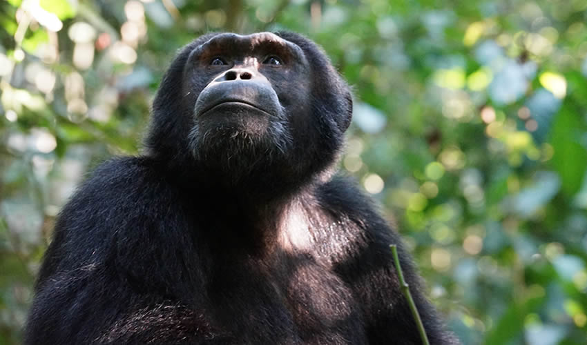 5 Days Chimpanzee & Gorilla Habituation safari, primates safaris