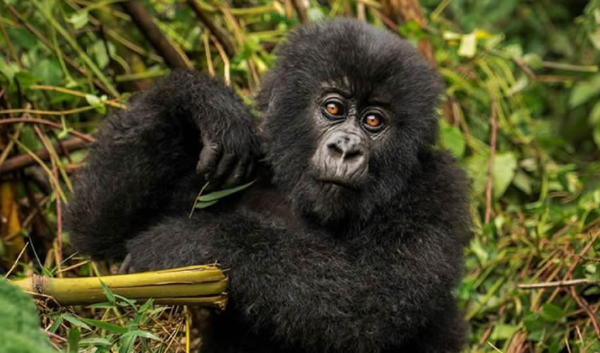 3 Days Gorilla Habituation Safari Staying at Clouds Gorilla Lodge