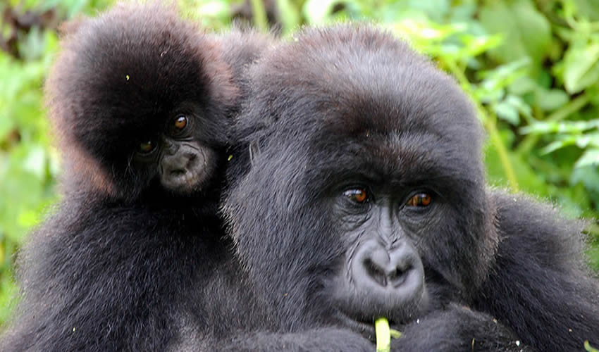 14 Days Gorilla Trekking Across Uganda - Wildlife safaris in Africa