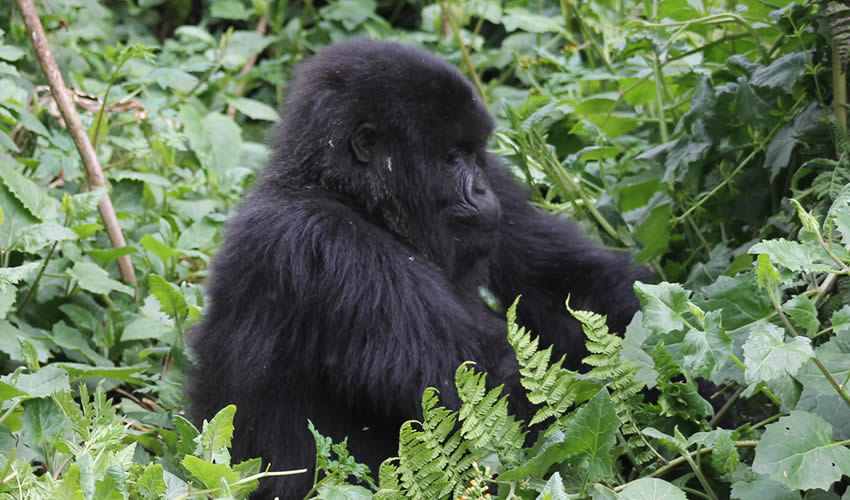5 Days Luxury 2 Times Gorilla Flying Tour Uganda, Gorilla safaris