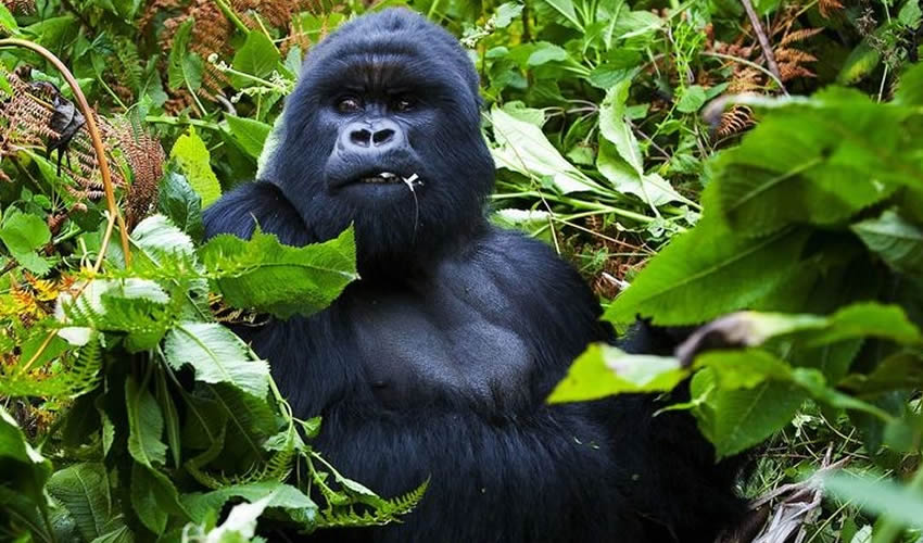 3 Days Budget Gorilla Trekking safari in Bwindi Forest Park