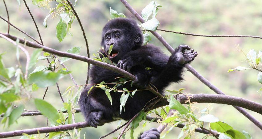 Two New Baby Gorillas Born In Uganda
