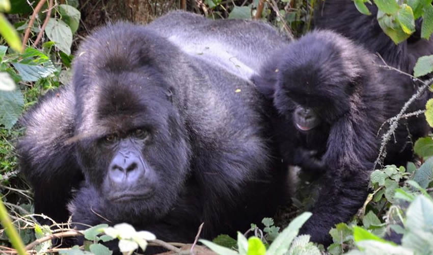 Nkuringo sector, Gorilla Tracking in Nkuringo Section Bwindi Forest