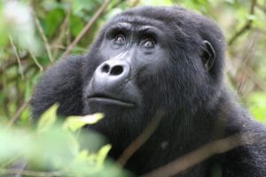 uganda gorilla habituation