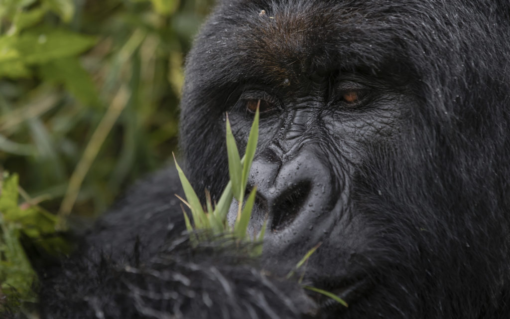 visit bwindi gorilla park