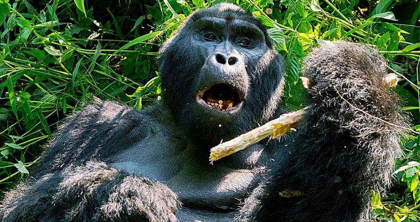 Gorilla Habituation