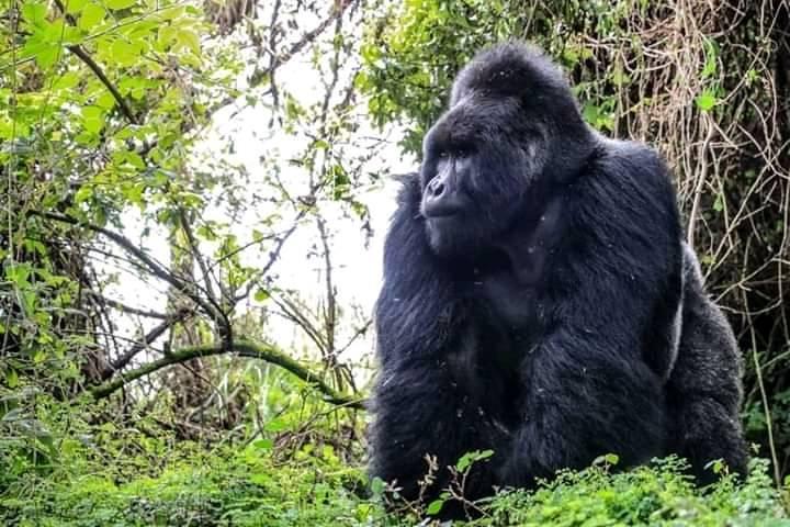 Gorilla Trekking Tour in Bwindi via Kigali Rwanda, 3 day gorilla trek