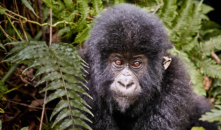 Chances of seeing gorillas in Bwindi Impenetrable National Park