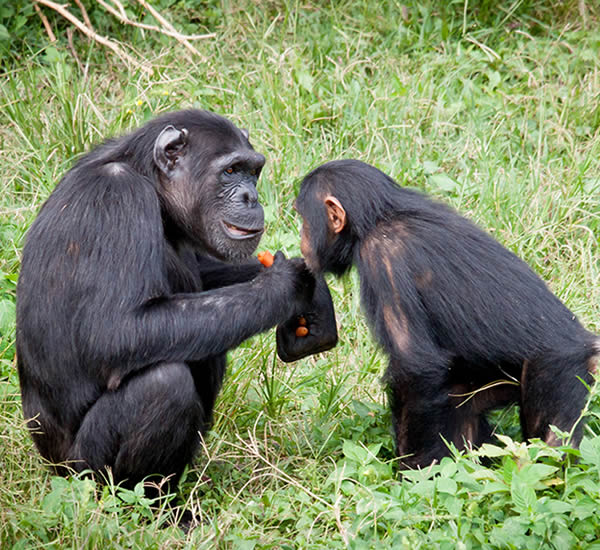 5 Days Bwindi Gorilla Safari & Kibale Chimpanzee tour via Rwanda